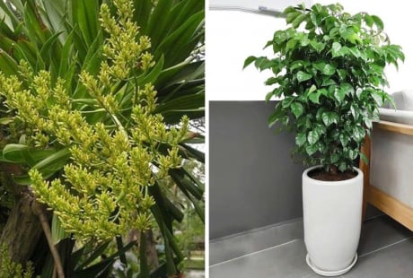 Nhà giàu rất thích trồng 3 loại cây này: Trồng 1 cây trong phòng khách vượng khí dâng cao, tài lộc đổ về