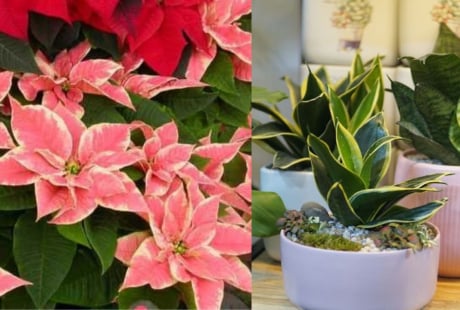 Trồng 5 Loại Cây Này Trước Nhà: rước Tài Lộc, đẹp cửa nhà, lại là 'Thần Dược' cho làn da
