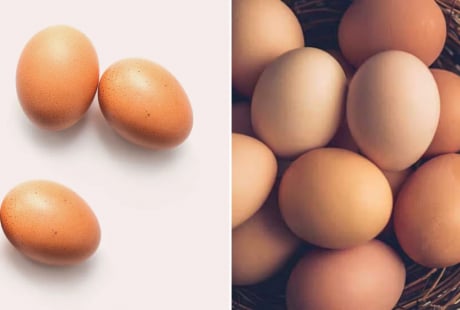 Vì sao quả trứng luôn có một đầu to và một đầu nhỏ?