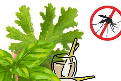  Cách đuổi muỗi tự nhiên không cần phun xịt hóa chất: An toàn – Hiệu quả – Thân thiện môi trường