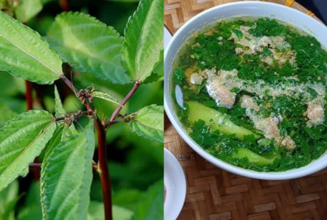 Rau đay – Loại rau dân dã giúp giải nhiệt, bồi bổ mùa hè, giá rẻ như cho