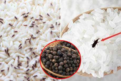 Bỏ thứ này vào thùng gạo, mọt không bao giờ xuất hiện