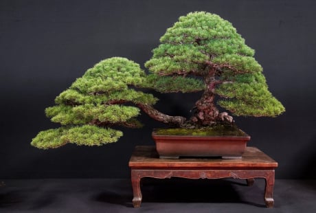 Trồng 5 cây cảnh trường thọ này trong sân, gom tài lộc, bảo vệ gia đình, gìn giữ phước lành