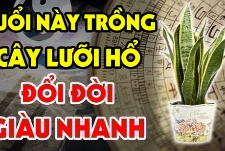 3 tuổi trồng lưỡi hổ Tiền - Tài kéo về, 2 tuổi đại kị trồng là mất Lộc