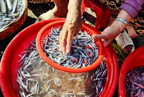 3 loại cá rẻ mấy cũng đừng mua, 4 loại cá gặp đừng tiếc tiền mua về: Là những loại nào?