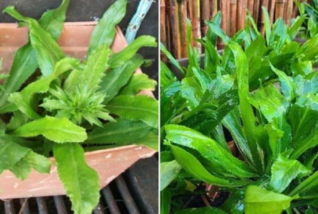 Mẹo trồng rau mùi tàu (ngò gai) lá to, xanh mướt, tha hồ có rau ăn quanh năm