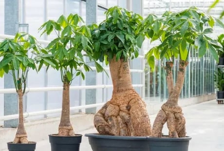 Có 2 loại cây hợp cả 5 mệnh, trồng trước nhà ‘ăn tiền thiên hạ’, hút lộc cực đỉnh