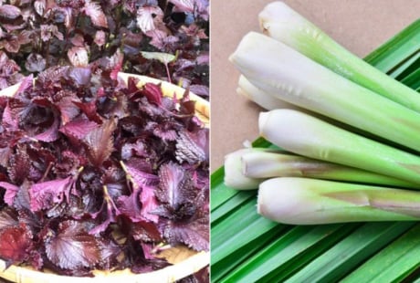 Nấu nước lá tía tô thêm vài nhánh sả, cơ thể nhận được 7 lợi ích tuyệt vời này