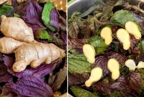 Uống nước lá tía tô nấu với gừng tốt hơn vạn thuốc bổ, cơ thể nhận được lợi ích tuyệt vời này