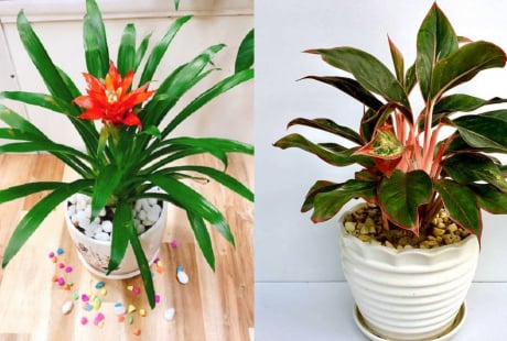 5 loại hoa trồng trong nhà, vừa hút tài lộc lại vượng khí cho gia đạo, nghèo đến mấy cũng nên có 1 chậu