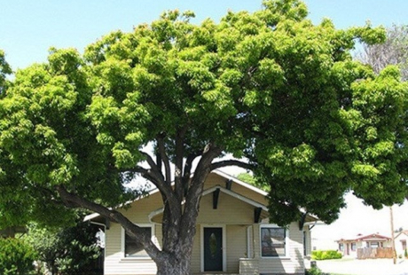 Vì sao người xưa nói trồng cây lớn trước nhà là nguy hại? Ngày nay điều đó có đúng không?