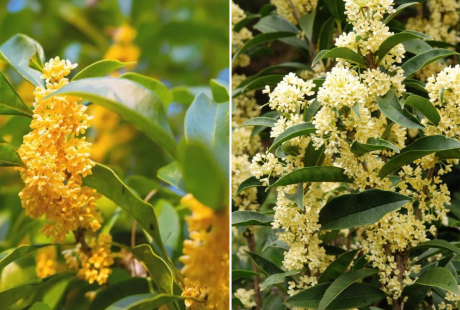 Người mệnh nào hợp trồng cây mộc hương nhất?