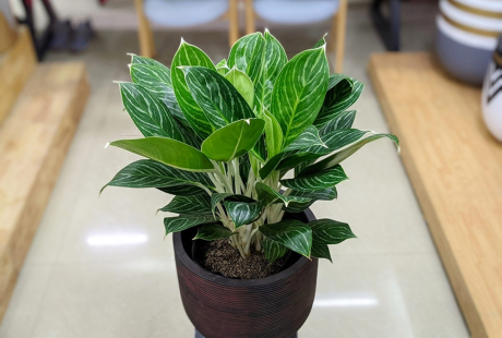 Cây cảnh phong thủy này tích tài tụ lộc, 'hồi sinh' phú quý, có lợi cho công danh thi cử