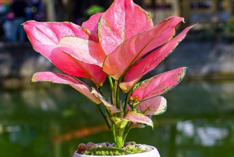 Chọn cây cảnh phong thủy phù hợp theo nghề nghiệp để thúc vượng sự nghiệp. Bạn làm nghề gì?