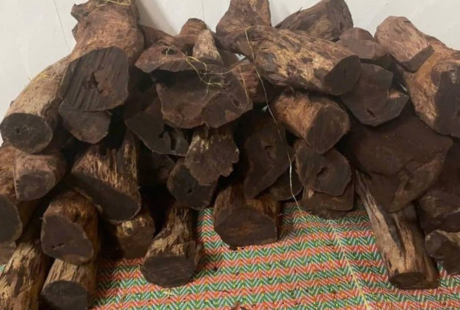 Thương lái ồ ạt thu mua gỗ mán đỉa giá 3 triệu/kg: Kiểm lâm Quảng Trị vào cuộc làm rõ