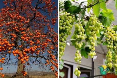 Người xưa căn dặn: Trồng 4 loại cây này trong sân, con cháu dễ gặp giàu sang, phú quý