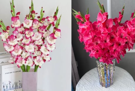 Mẹo tuốt lá, ngắt đọt giúp hoa lay ơn (hoa dơn) nở đều tăm tắp, hết Tết vẫn tươi rói