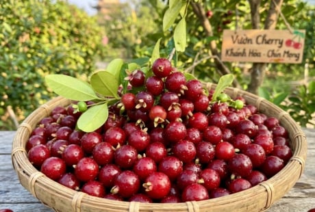 Loại quả nổi tiếng thế giới trồng ở Khánh Hoà, nhỏ như viên bi, trồng 1 năm đã cho thu hoạch, giá 200.000 đồng/kg