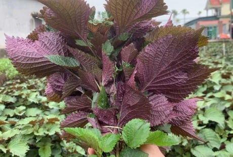 Lá tía tô rất tốt nhưng có 3 nhóm người không nên ăn