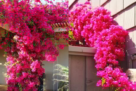 3 loại nước tưới giúp hoa giấy nở rực rỡ quanh năm