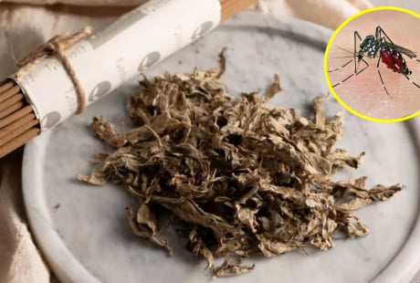 Đặt nắm lá này trong phòng, muỗi chạy sạch, nhà lúc nào cũng thơm tho