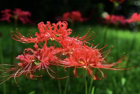 5 loại hoa Thần Tài 'cực ghét', trồng trong nhà gây hao tài, khó Kiếm Tiền