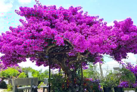 Mẹo làm hoa giấy nở hoa chỉ sau 10 ngày