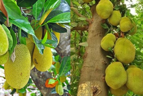 Các cụ dặn: 3 loại cây 'chặn tài lộc', đừng dại trồng trước cổng