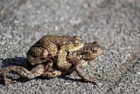 Các cụ dặn: 4 con vật vào nhà là điềm lành, đuổi đi là mất lộc