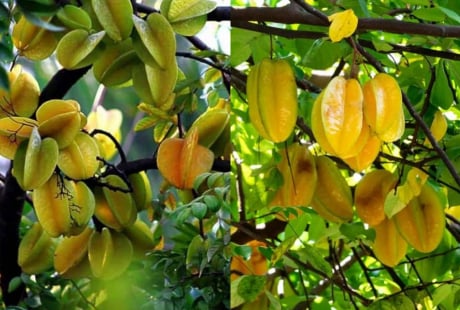 5 điều cần chú ý cho những nhà đang trồng cây khế