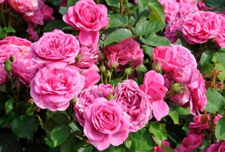 5 lời khuyên cho gia đình đang trồng hoa hồng