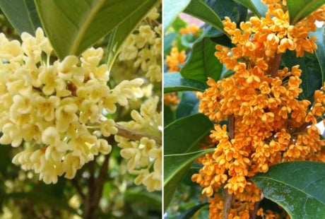 Trồng cây mộc hương (quế hoa) trước nhà có ý nghĩa gì?