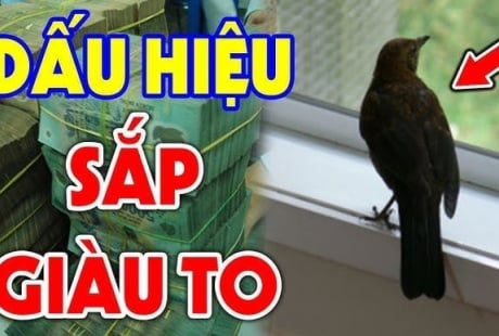 3 cpn vật vào nhà Thần Tài ghé thăm: Đừng dại đuổi chúng đi nhé