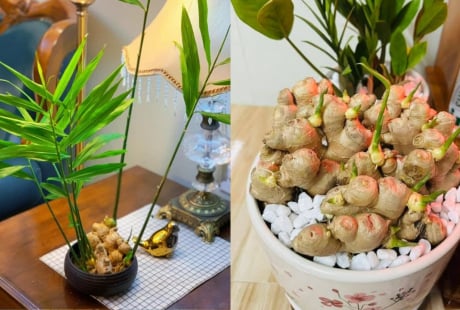 Vì sao nhiều người thích trồng gừng trong nhà? Có 5 ý nghĩa đặc biệt