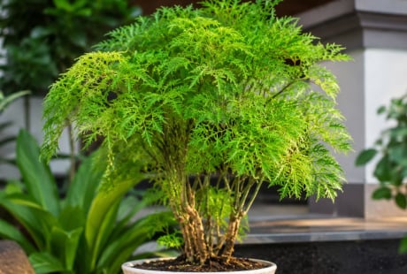 Trồng cây đinh lăng ở đâu tốt nhất? Nhà ai đang trồng cần biết điều này