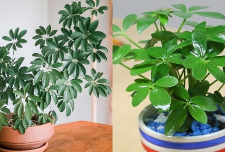 Người thuộc 2 mệnh này hợp trồng cây ngũ gia bì nhất