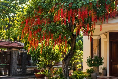 Vì sao người xưa thích trồng cây lộc vừng trước nhà? Những lưu ý quan trọng khi trồng