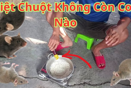 8 cách đuổi chuột ra khỏi nhà vĩnh viễn, đơn giản lại rẻ tiền, sạch bóng không còn con nào