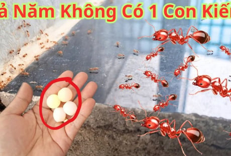 9 cách đuổi kiến khỏi nhà vĩnh viễn, cực dễ làm, rẻ tiền lại vô cùng hiệu quả