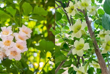 Hiện tượng cây hạnh phúc nở hoa mang ý nghĩa gì? 5 điều gia chủ nên biết khi trồng loại cây này