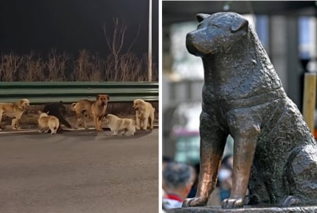 Hachiko đợi chủ suốt 9 năm và đàn chó trung thành vượt 17km trở về nhà