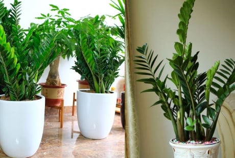 5 lợi ích khi trồng cây kim tiền trong nhà