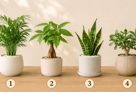Quiz: Chậu cây bạn thích nhất có thể phản ánh xu hướng vận trình tuần tới sẽ lên hay xuống