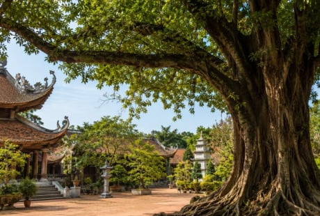  Người xưa dặn: Nghèo mấy cũng đừng chặt 3 loại cây này, cho tiền cũng không nên đụng tới, kẻo hao phúc lộc
