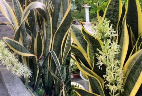 Cách trồng lưỡi hổ đẻ nhiều nhánh, sớm ra hoa