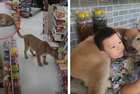 Chú nghé bị bỏ rơi và sư tử “phê cỏ mèo” gây xôn xao cộng đồng mạng