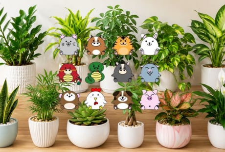 Gợi ý chọn cây cảnh phong thủy phù hợp cho từng con giáp để hút tài lộc, tạo không gian sống hài hòa