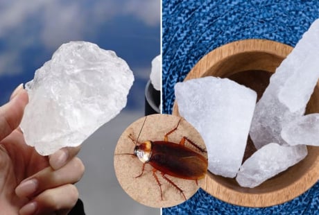 Nguyên liệu đuổi gián giá rẻ, hiệu quả cực tốt, nhiều người chưa biết