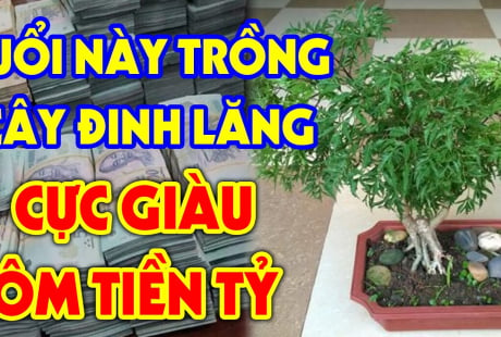 Cây đinh lăng trấn giữ của cải đừng trồng linh tinh: Trồng vị trí này hút tài lộc vào nhà