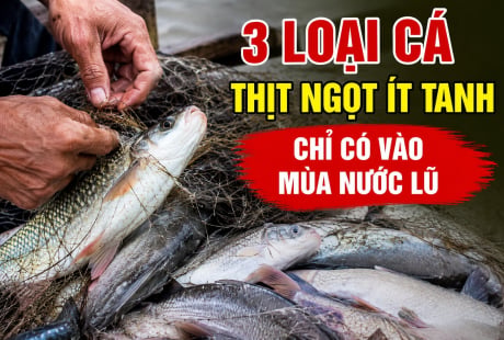 3 loại cá thịt ngọt ít tanh, chỉ có vào mùa nước lũ